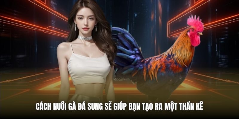 Cách Nuôi Gà Đá Sung | Bí Quyết Cho Chiến Kê Bất Bại Cách nuôi gà đá sung sẽ giúp bạn tạo ra một thần kê