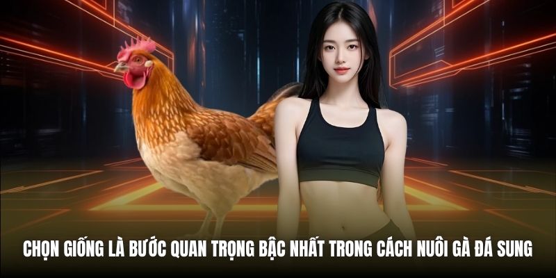 Cách Nuôi Gà Đá Sung | Bí Quyết Cho Chiến Kê Bất Bại Chọn giống là bước quan trọng bậc nhất trong cách nuôi gà đá sung