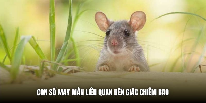 Nằm Mơ Thấy Chuột | Giải Mã Điềm Báo & Con Số May Mắn Con số may mắn liên quan đến giấc chiêm bao