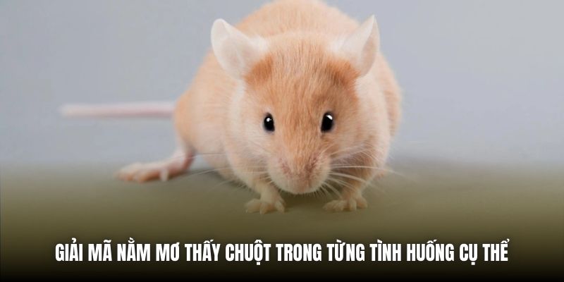 Nằm Mơ Thấy Chuột | Giải Mã Điềm Báo & Con Số May Mắn Giải mã nằm mơ thấy chuột trong từng tình huống cụ thể