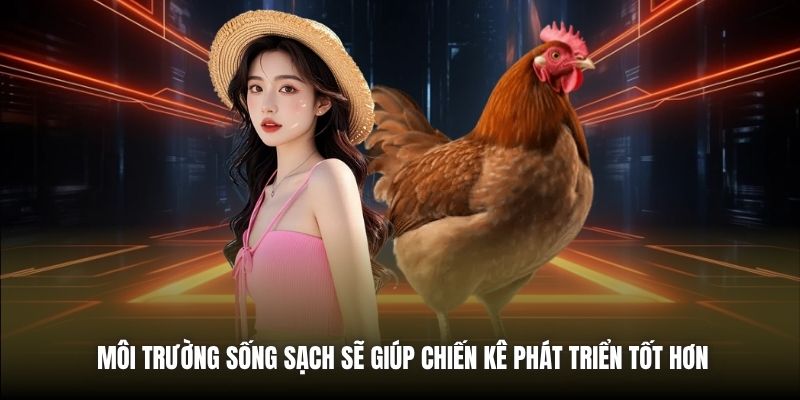 Cách Nuôi Gà Đá Sung | Bí Quyết Cho Chiến Kê Bất Bại Môi trường sống sạch sẽ giúp chiến kê phát triển tốt hơn