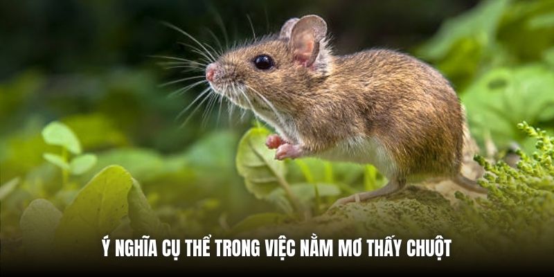 Nằm Mơ Thấy Chuột | Giải Mã Điềm Báo & Con Số May Mắn Ý nghĩa cụ thể trong việc nằm mơ thấy chuột